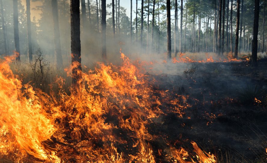 SUMMER FIRE SAFETY APPEAL FROM NATIONAL PARKS & WILDLIFE SERVICE
